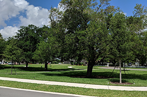 One of the conservation easement areas managed by the Davie Area Land Trust at Oak Park, Davie, Florida