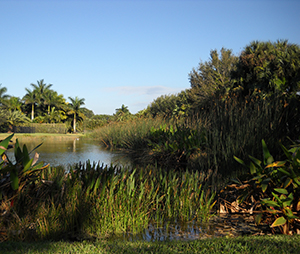 Davie Florida wetland preservation mitigation