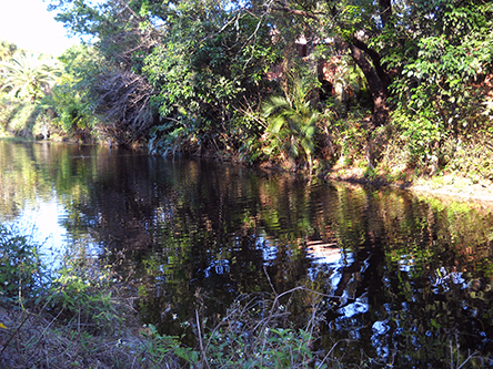 A Davie Florida canal and waterway