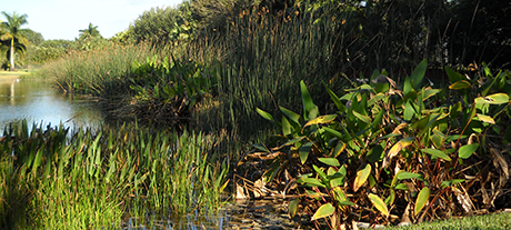 An example of wetland mitigation in Davie, Florida.