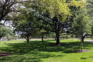 Conservation area at Oak Park, Davie, Florida, protected by the Davie Area Land Trust