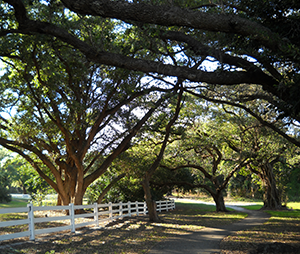 open space in Davie Florida at Robbins Park