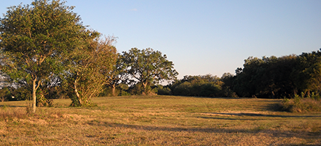 Davie Open Space- the ridge on Nob Hill