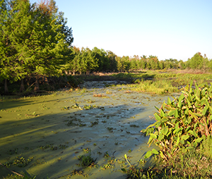 Davie Florida wetland preservation