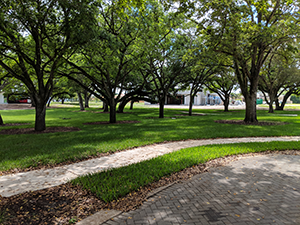 Another view of the west end conservation easement at Davie Florida Oak Park.