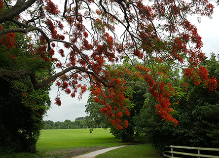 Davie's Robbins Lodge Park with Royal Poinciana in full bloom